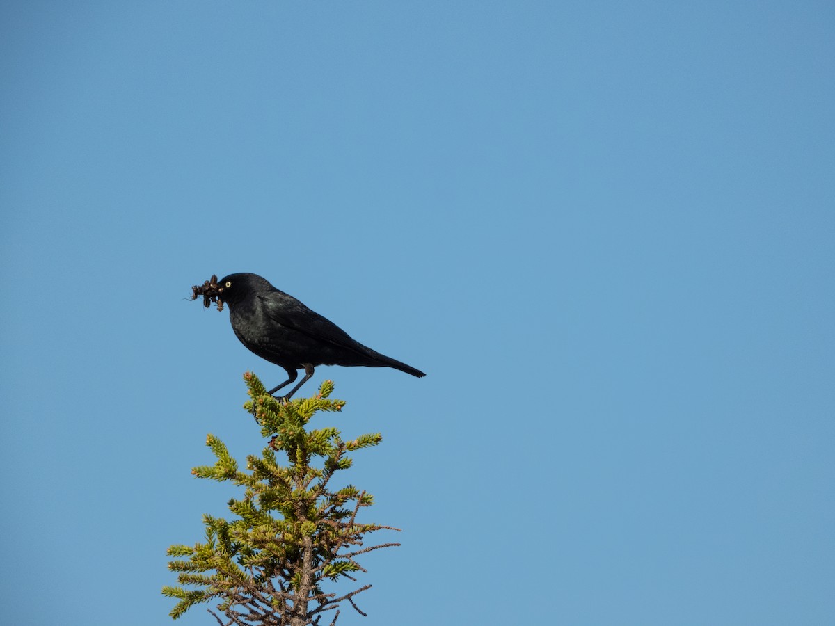Rusty Blackbird - ML638222526
