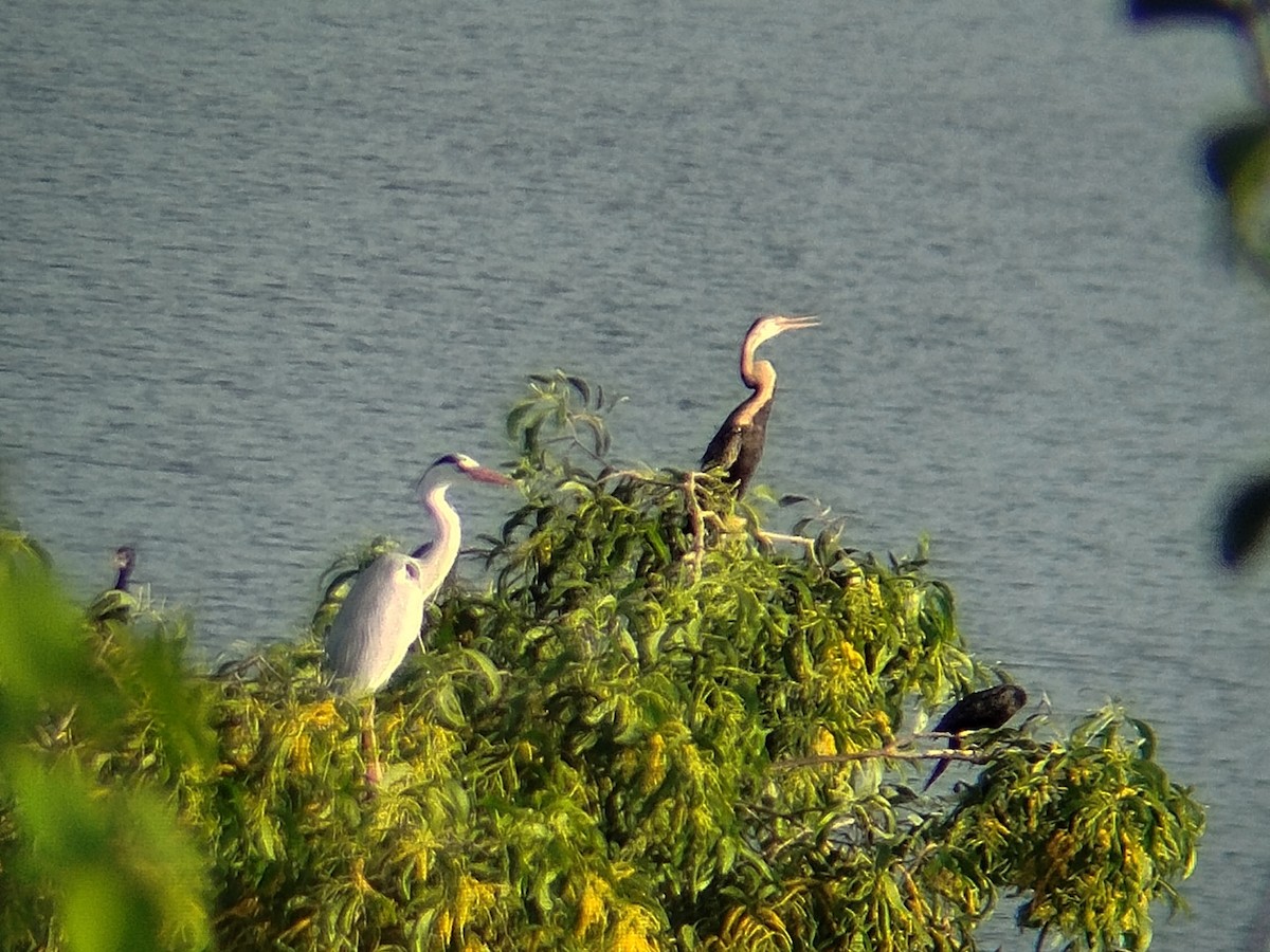 Oriental Darter - ML638222531