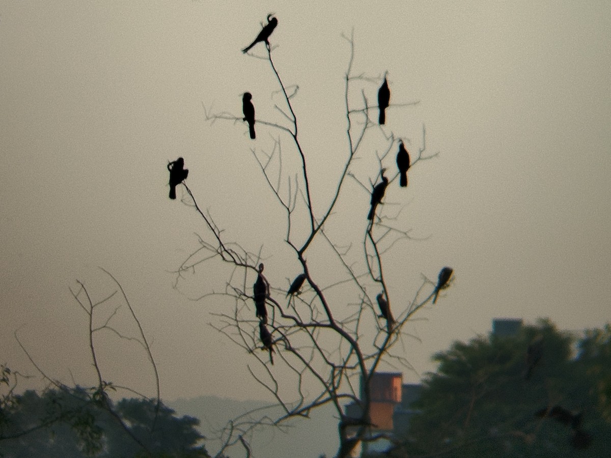 Oriental Darter - ML638222532