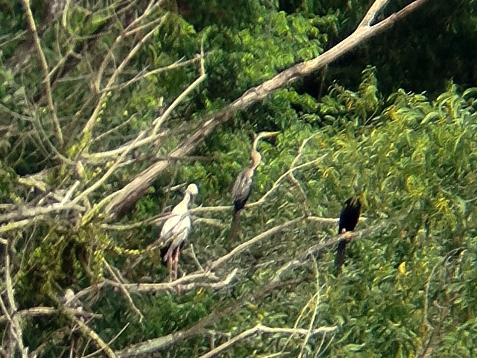 Oriental Darter - ML638222544