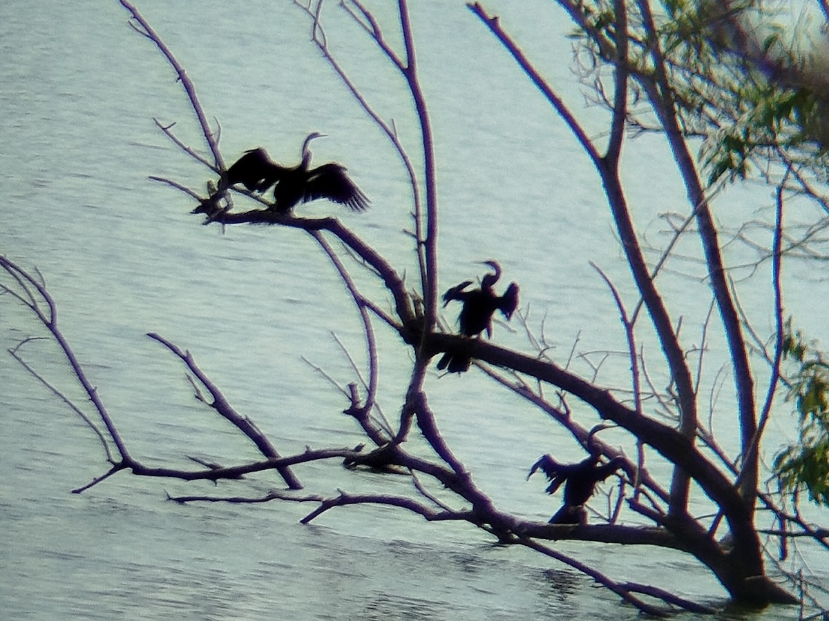 Oriental Darter - ML638222545