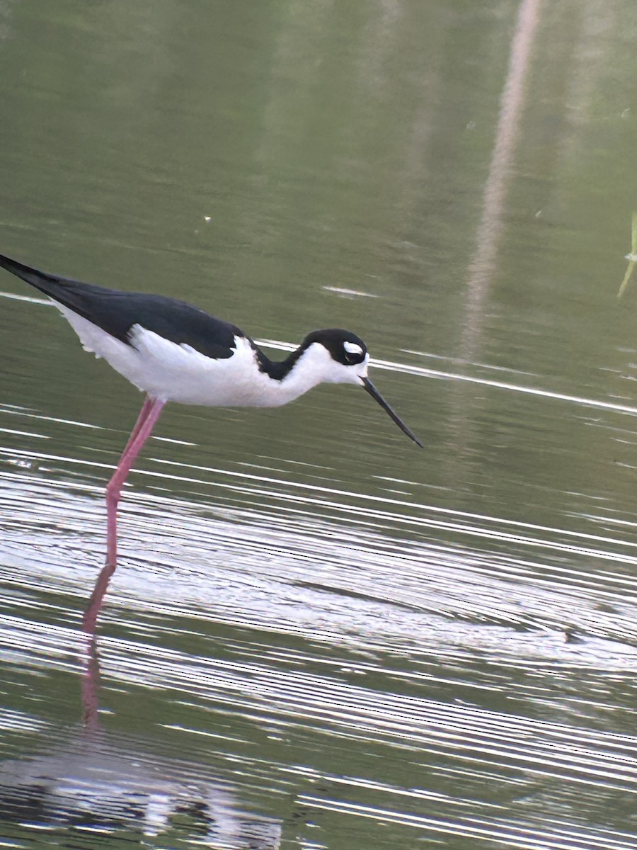 Black-necked Stilt - ML638222550