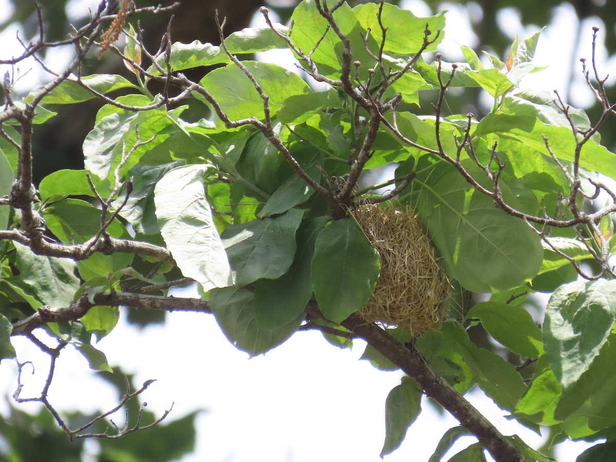 Orchard Oriole - ML638222555