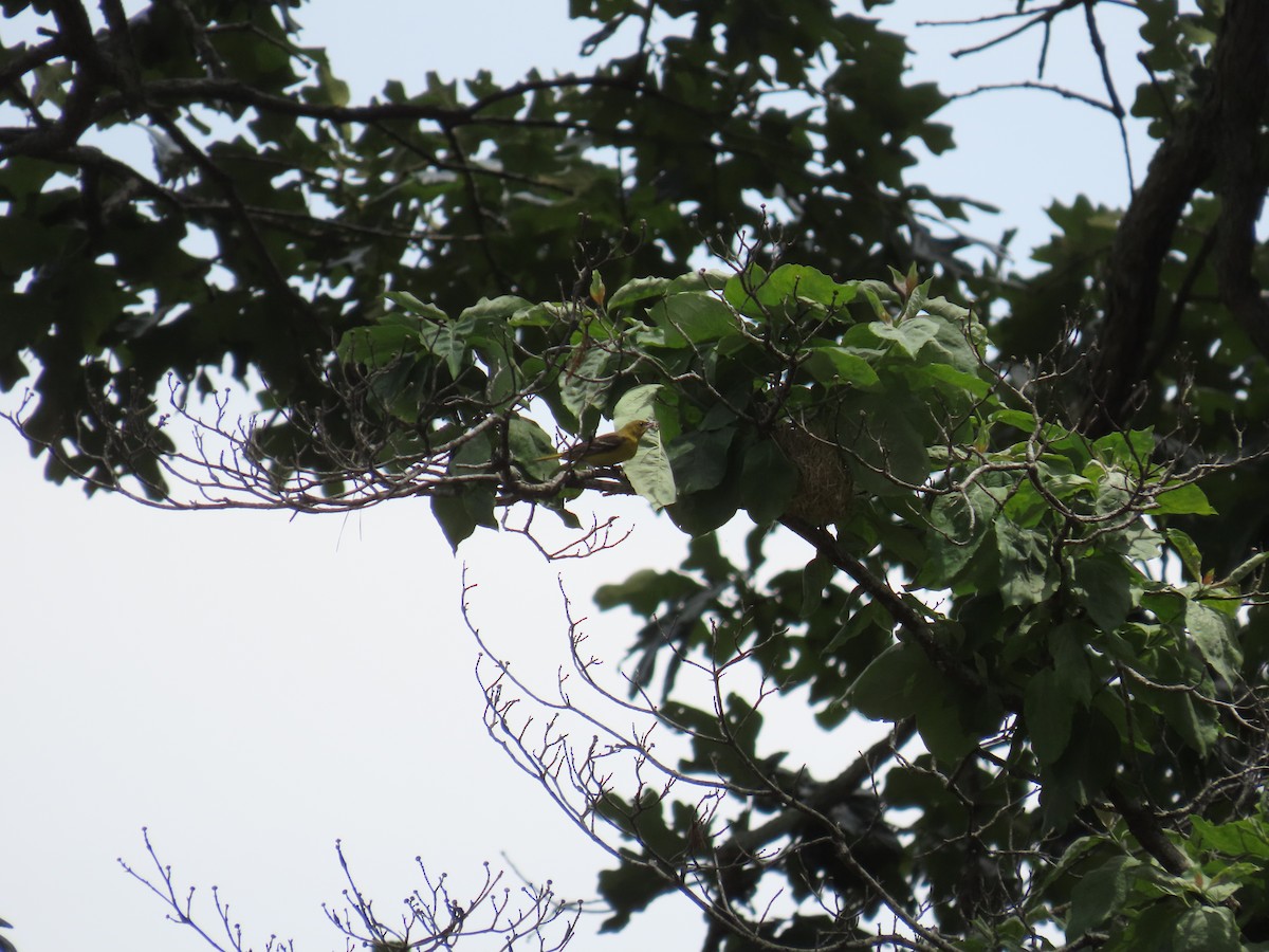 Orchard Oriole - ML638222556