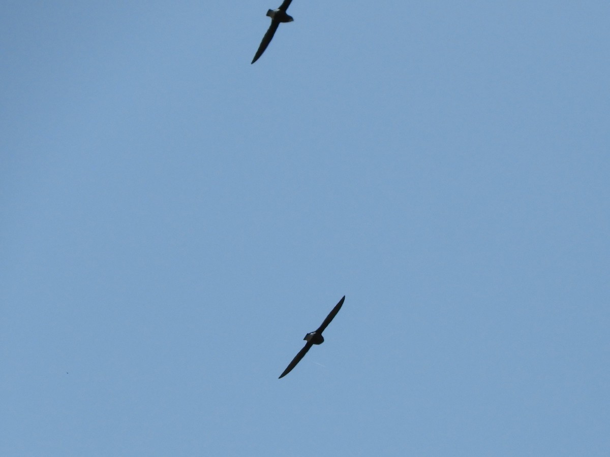 White-throated Needletail - ML638222567