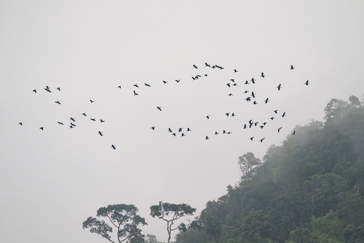 Plain-pouched Hornbill - ML638222591