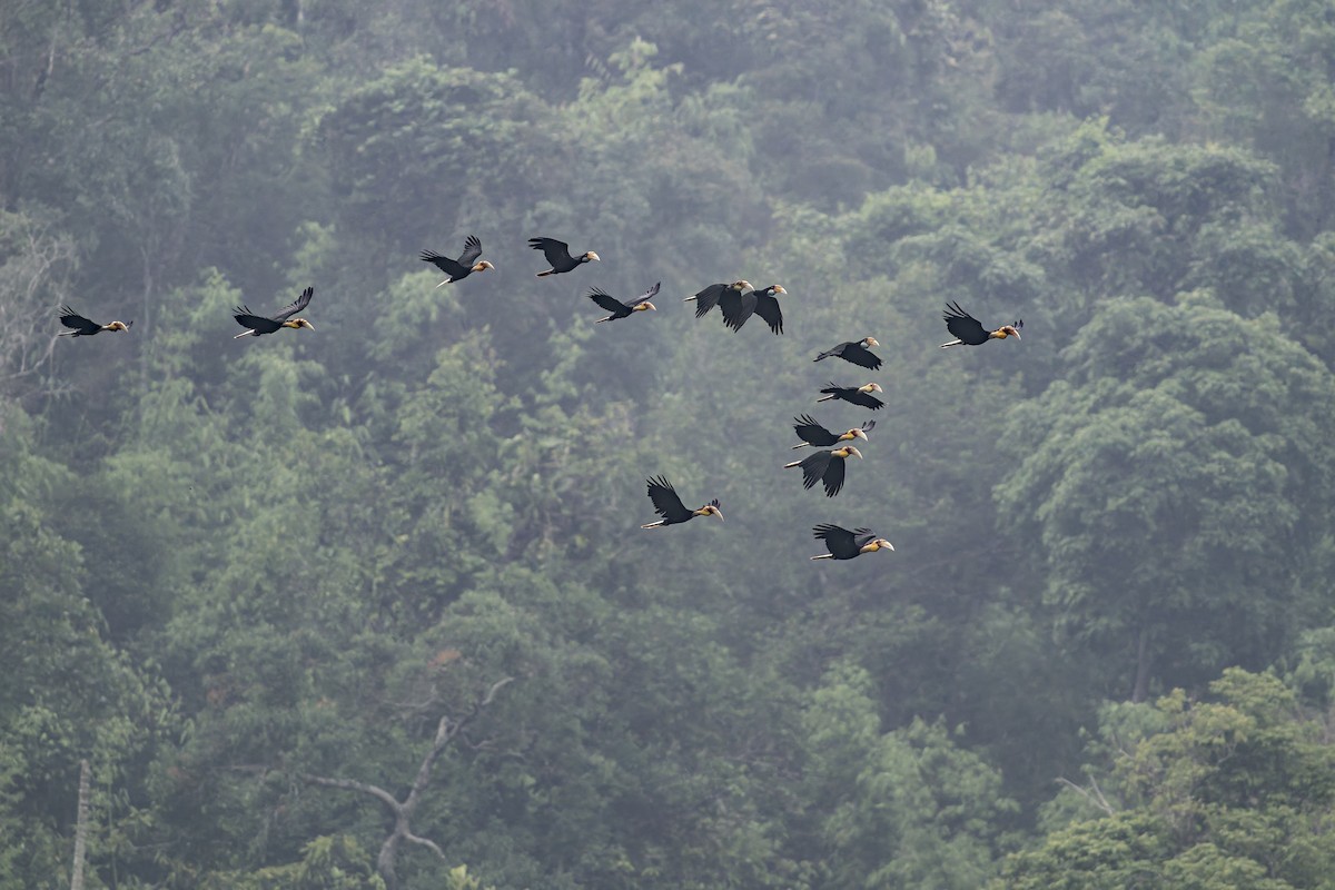 Plain-pouched Hornbill - ML638222592