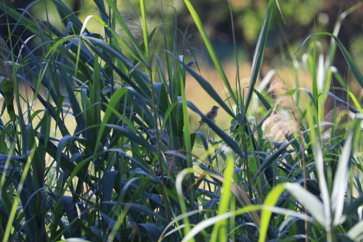 Marsh Warbler - ML638222604