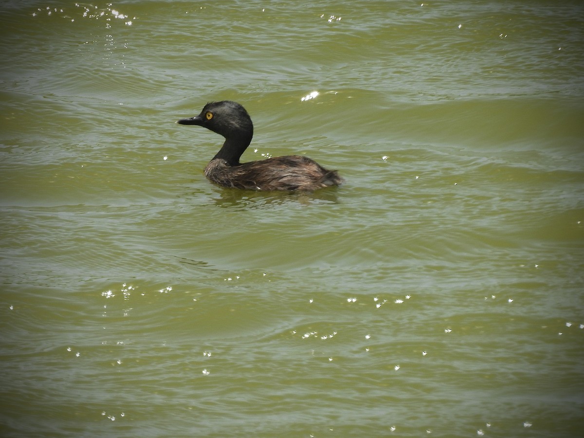 Least Grebe - ML638222609