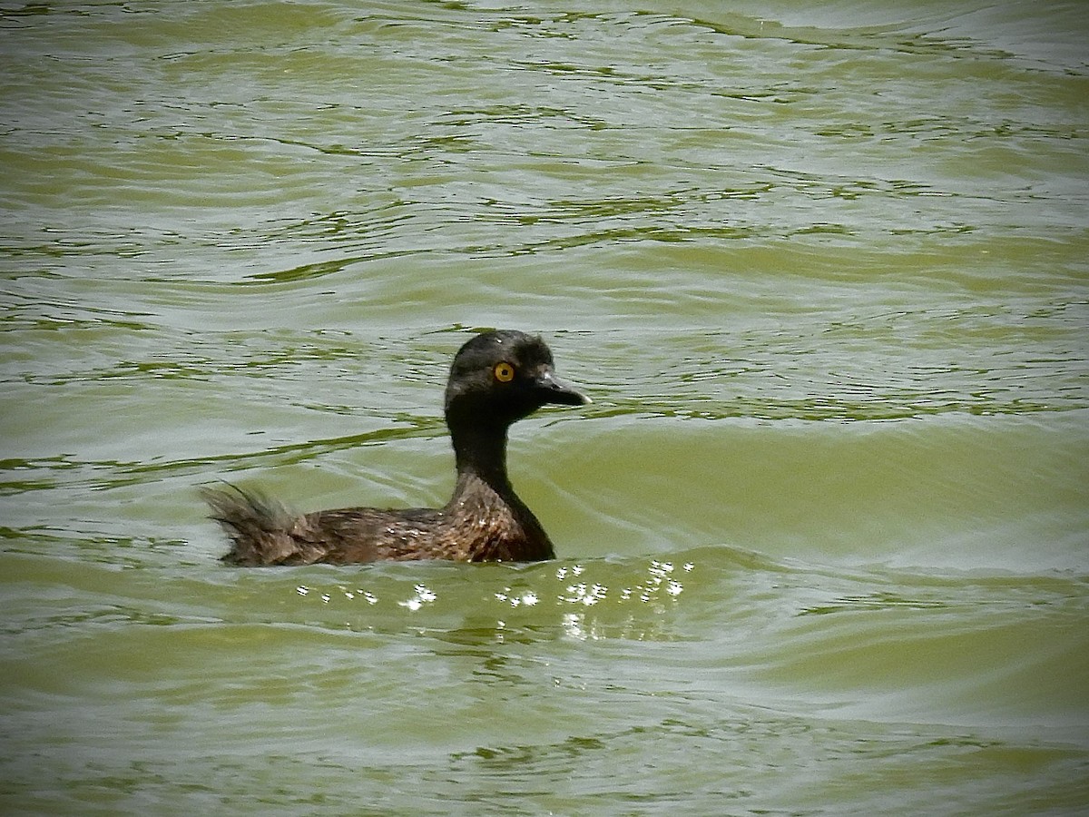 Least Grebe - ML638222611