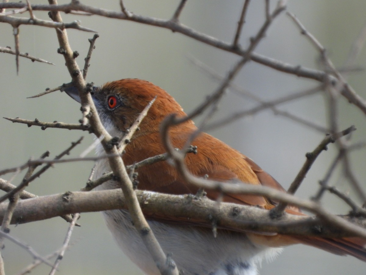Great Antshrike - ML638222619