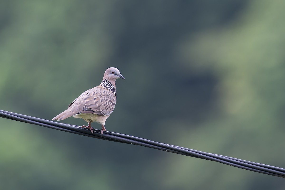Spotted Dove - ML638222635