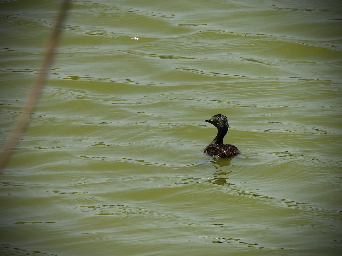 Least Grebe - ML638222652