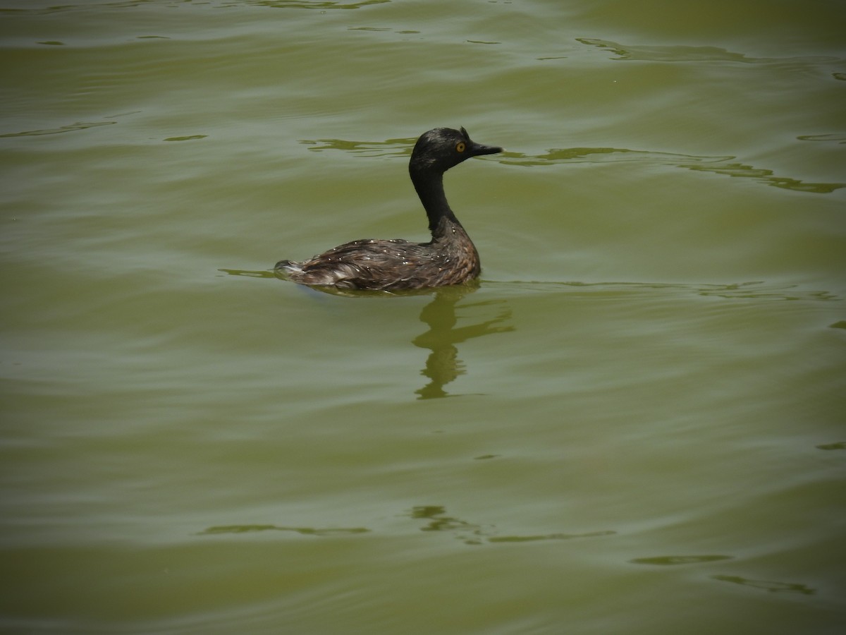 Least Grebe - ML638222653
