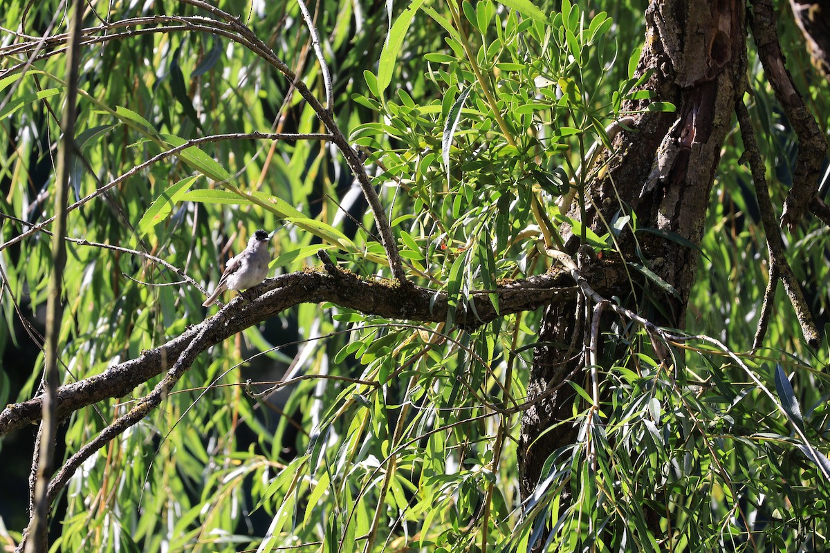 Eurasian Blackcap - ML638222657
