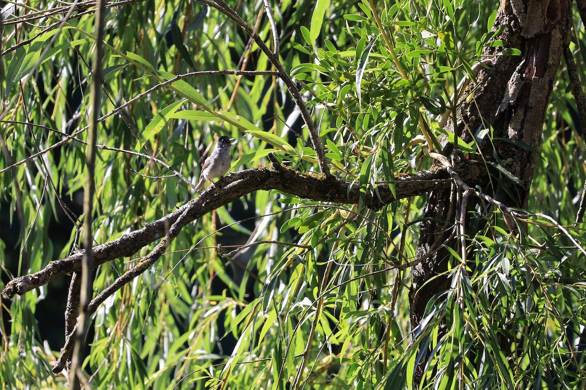 Eurasian Blackcap - ML638222659