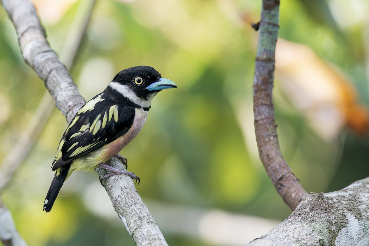 Black-and-yellow Broadbill - ML638222660