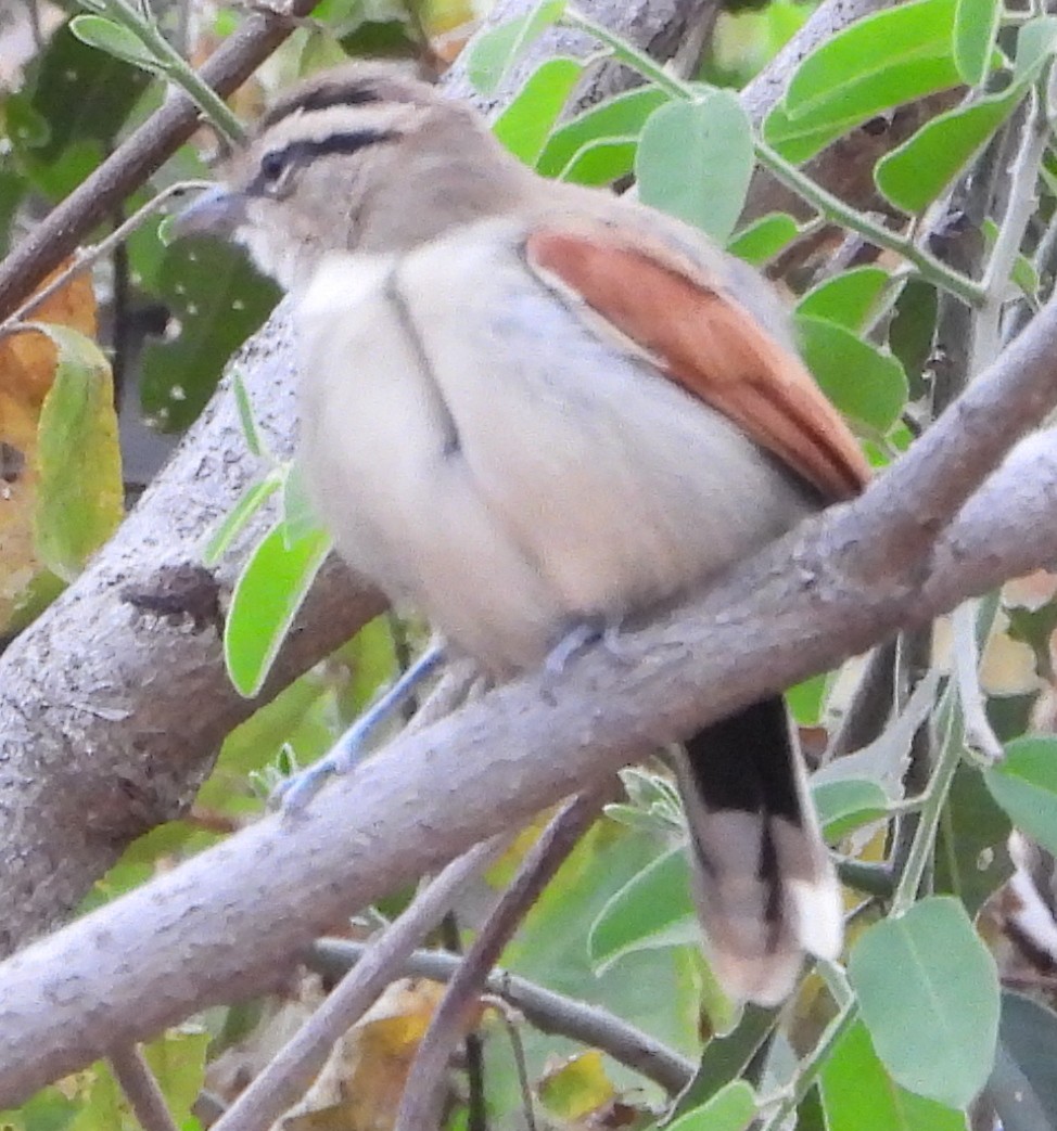 Brown-crowned Tchagra - ML638222668