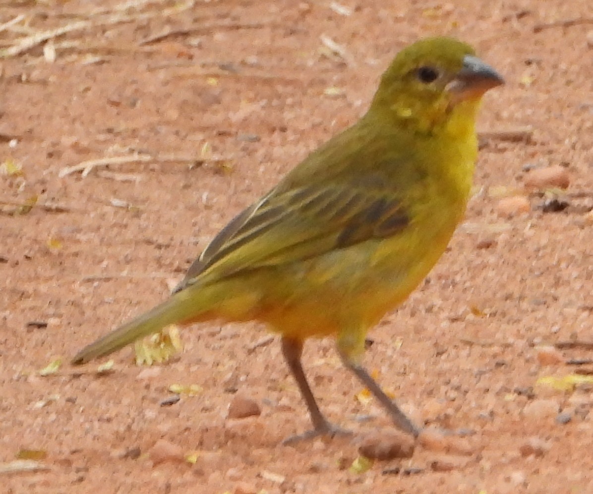 Holub's Golden-Weaver - ML638222671