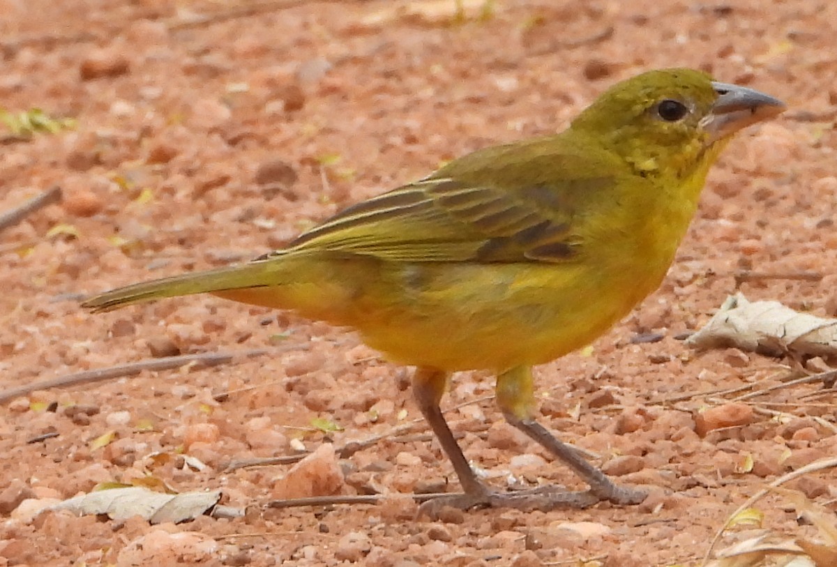 Holub's Golden-Weaver - ML638222672