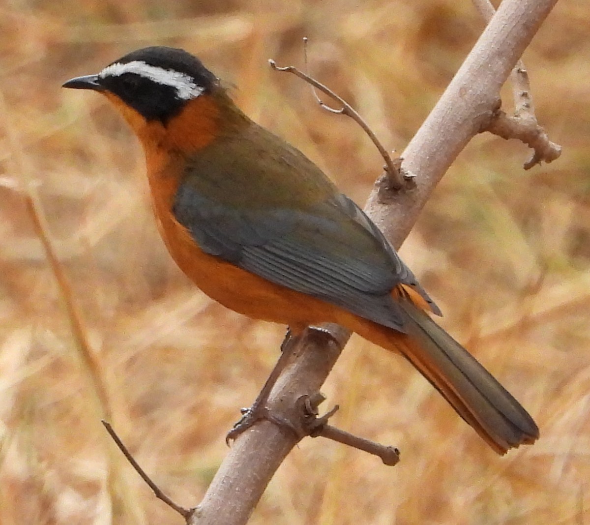 White-browed Robin-Chat - ML638222689