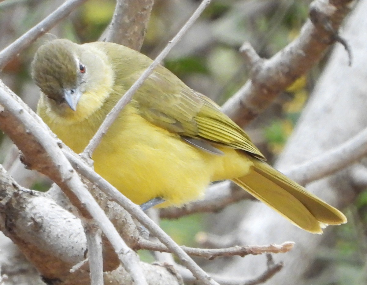 Yellow-bellied Greenbul - ML638222697