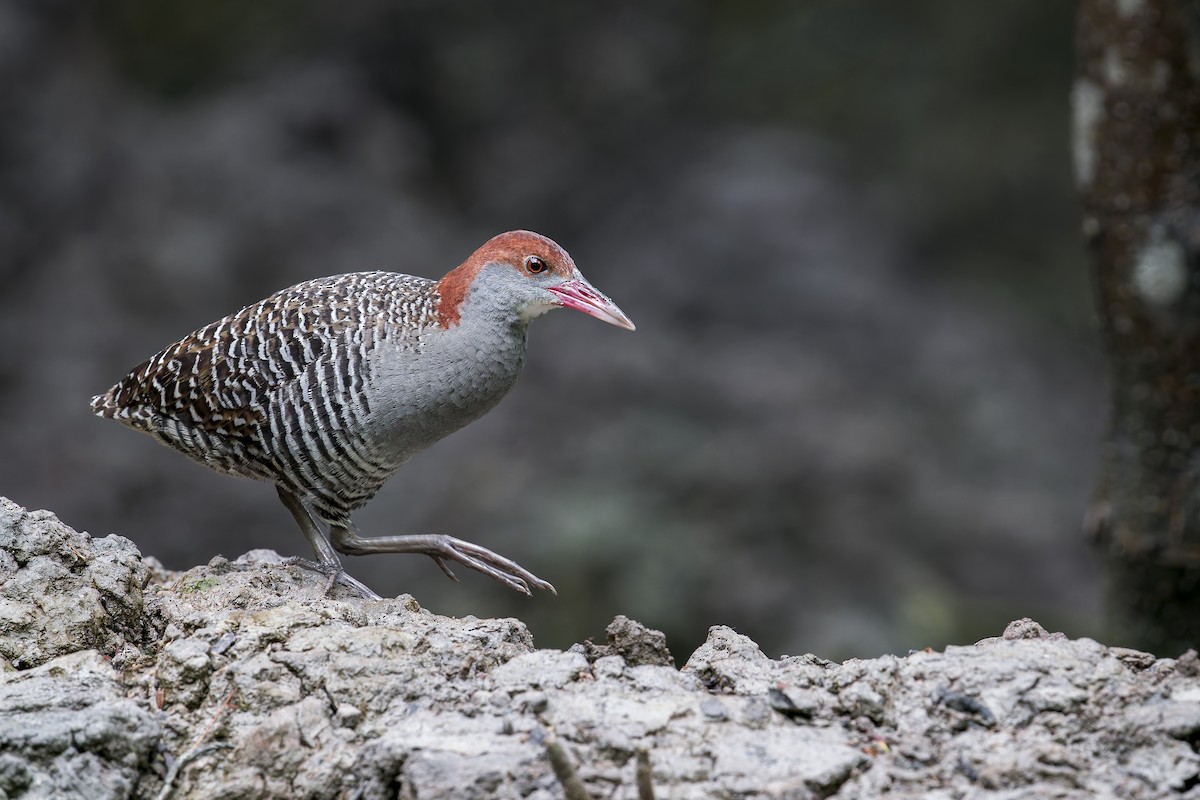 Slaty-breasted Rail - ML638222704