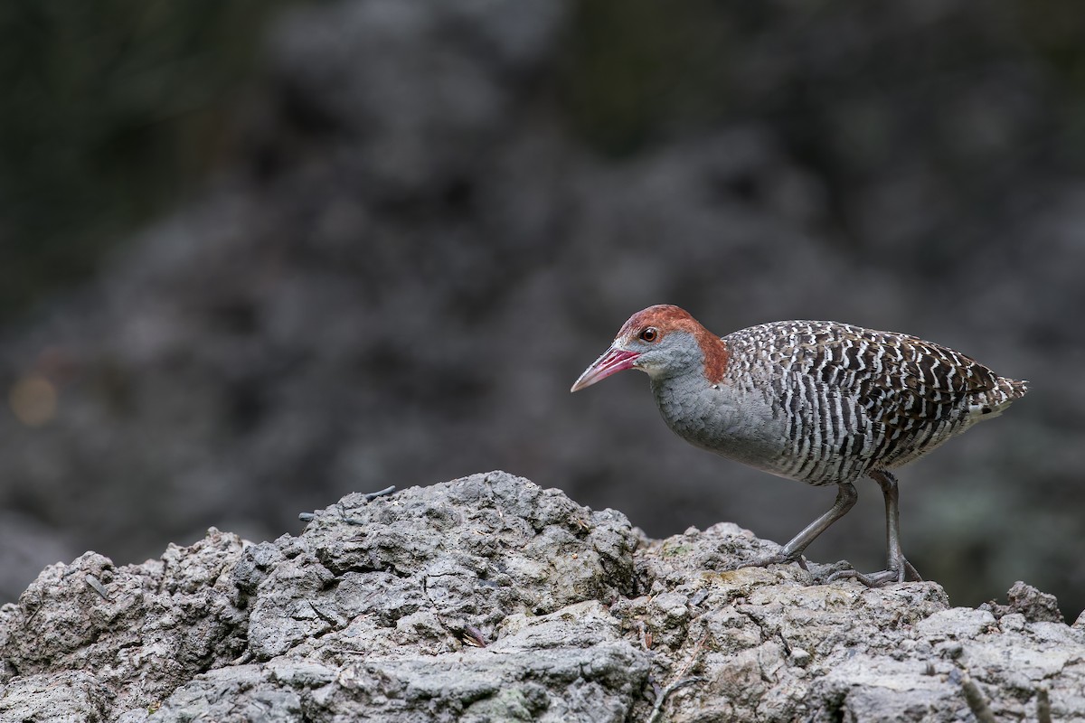 Slaty-breasted Rail - ML638222705