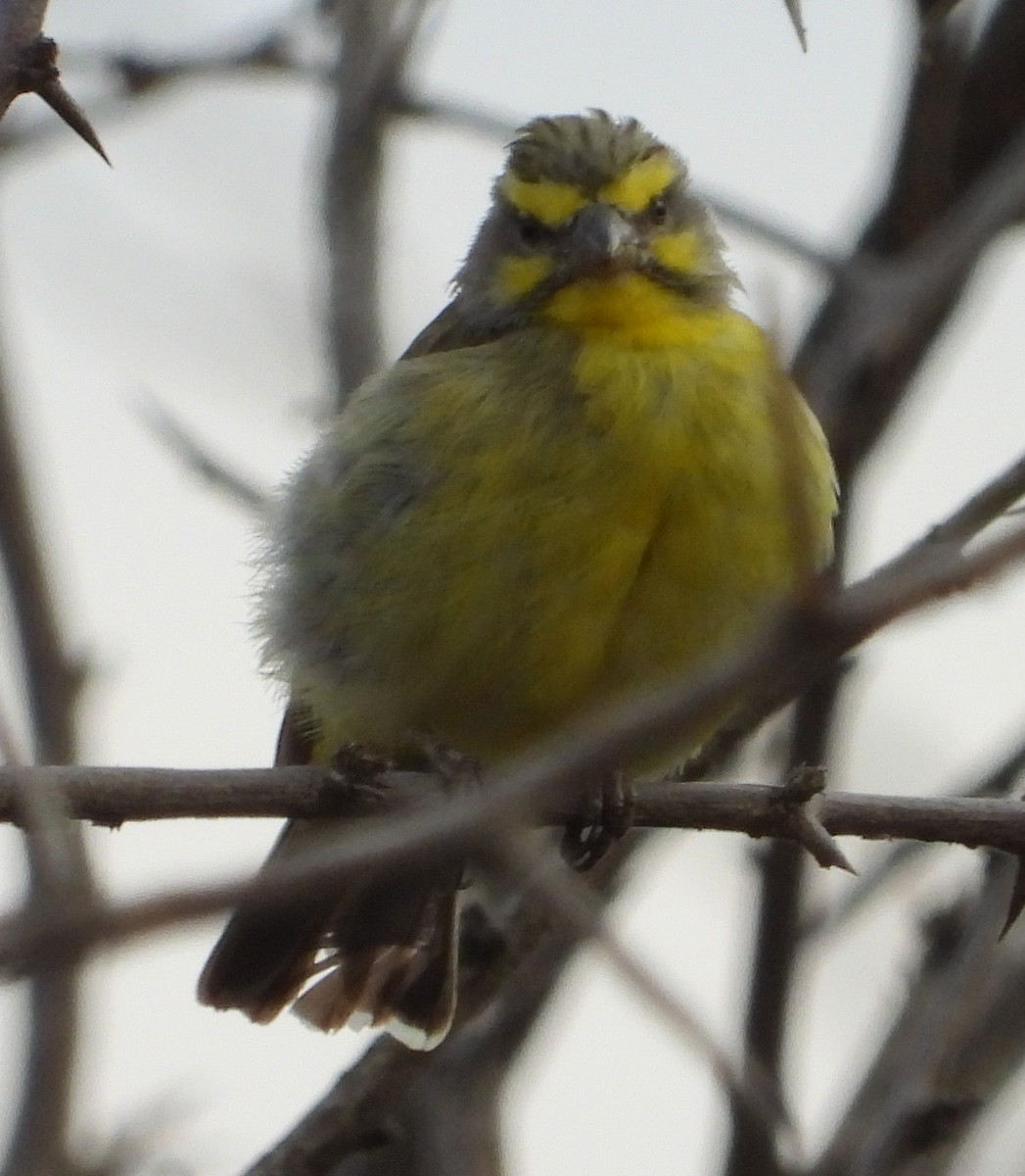 Yellow-fronted Canary - ML638222709