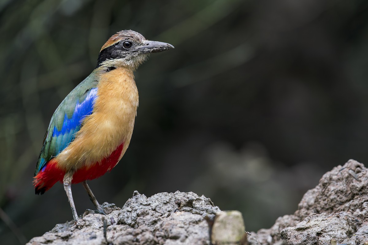 Mangrove Pitta - ML638222711