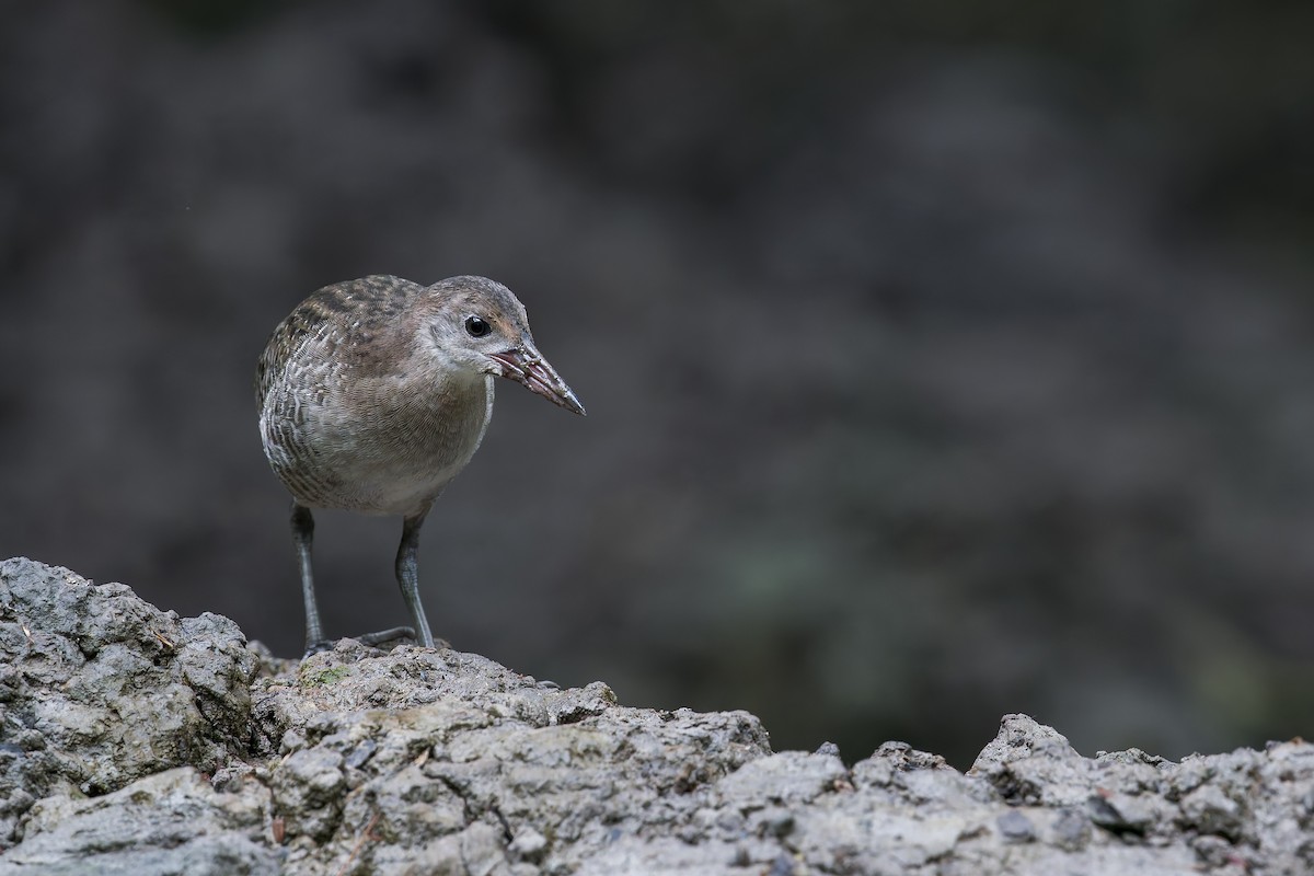 Slaty-breasted Rail - ML638222714