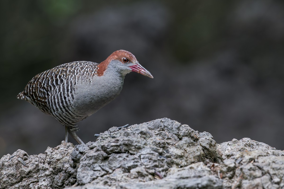 Slaty-breasted Rail - ML638222719