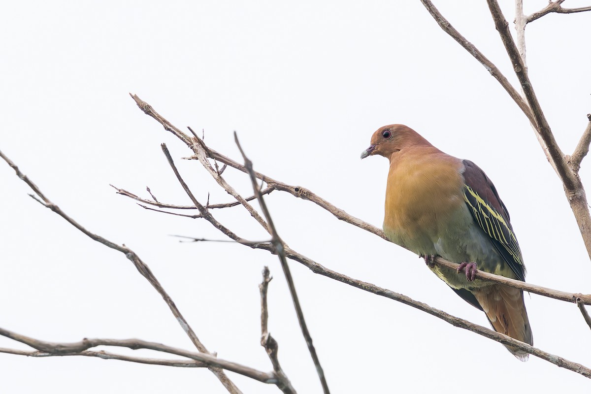 Cinnamon-headed Green-Pigeon - ML638222723