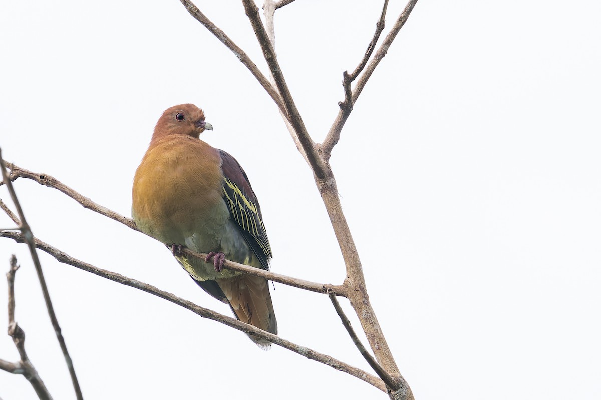 Cinnamon-headed Green-Pigeon - ML638222724