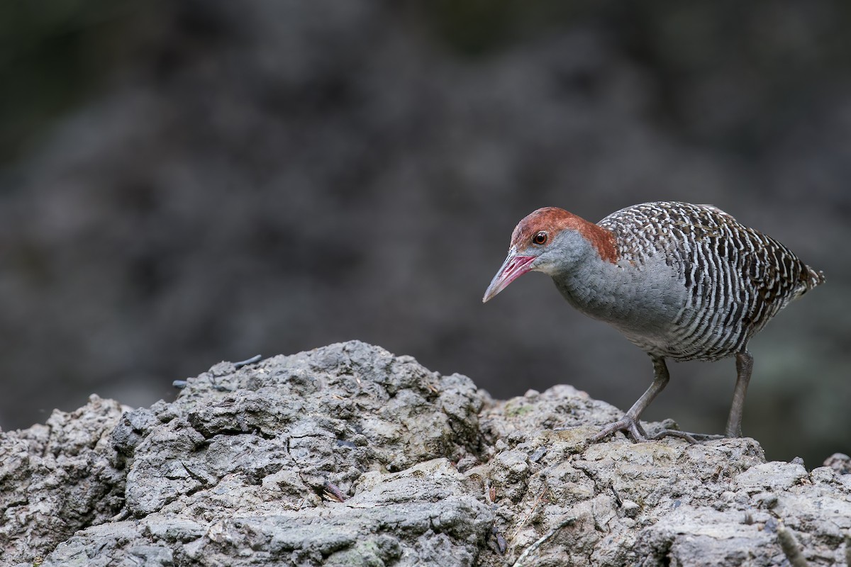 Slaty-breasted Rail - ML638222725