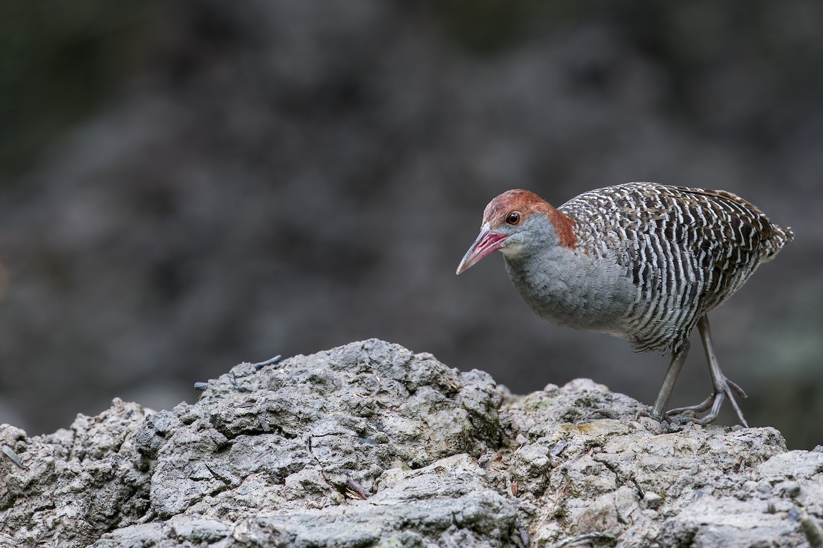 Slaty-breasted Rail - ML638222728
