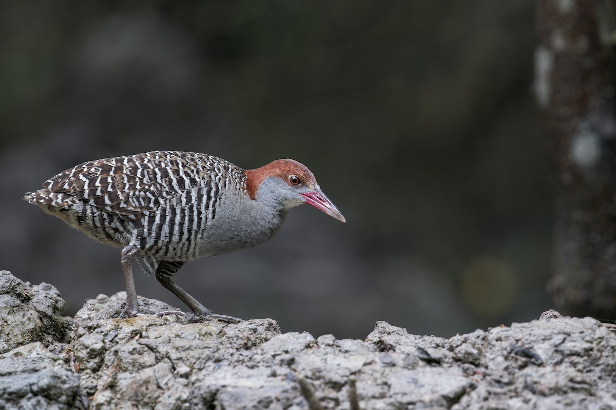 Slaty-breasted Rail - ML638222729