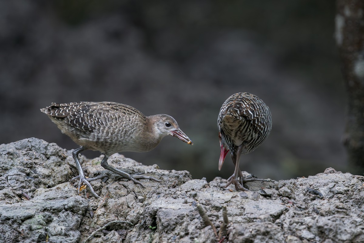 Slaty-breasted Rail - ML638222730