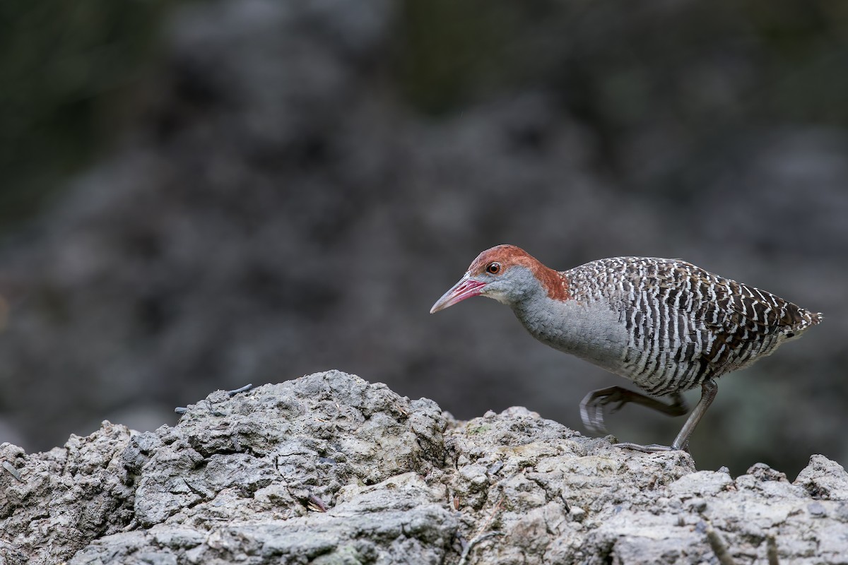 Slaty-breasted Rail - ML638222731