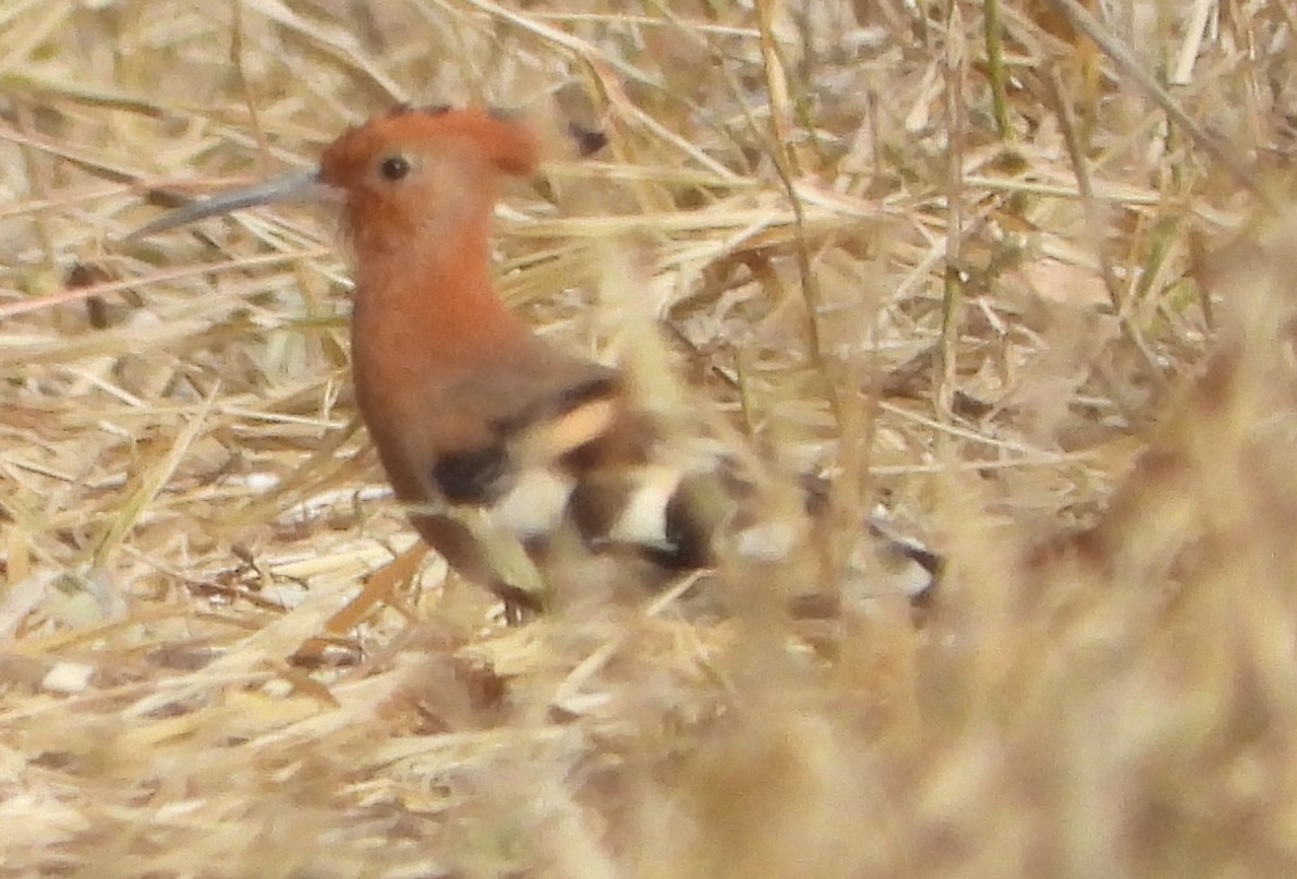 Eurasian Hoopoe (African) - ML638222738