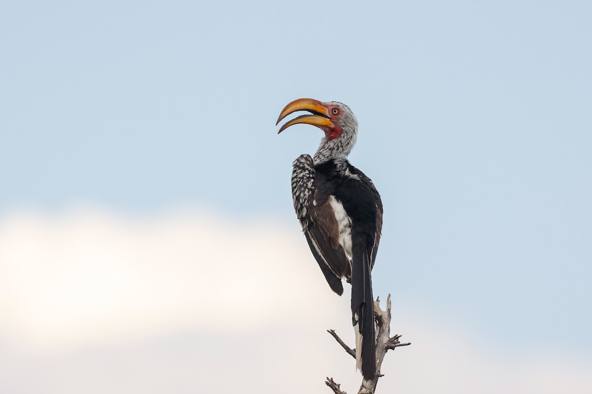 Southern Yellow-billed Hornbill - ML638222761