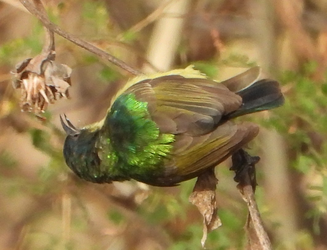 Collared Sunbird - ML638222762