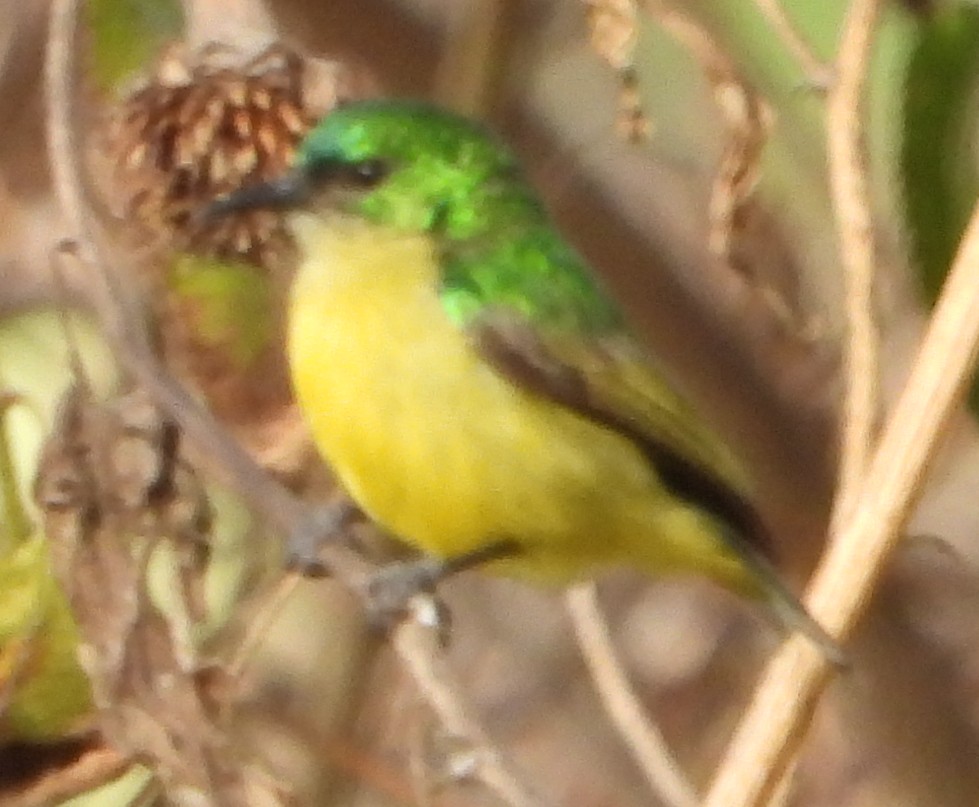 Collared Sunbird - ML638222763