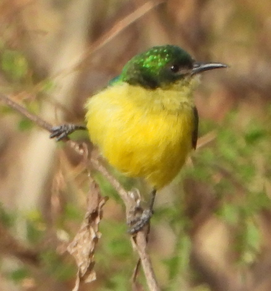 Collared Sunbird - ML638222764