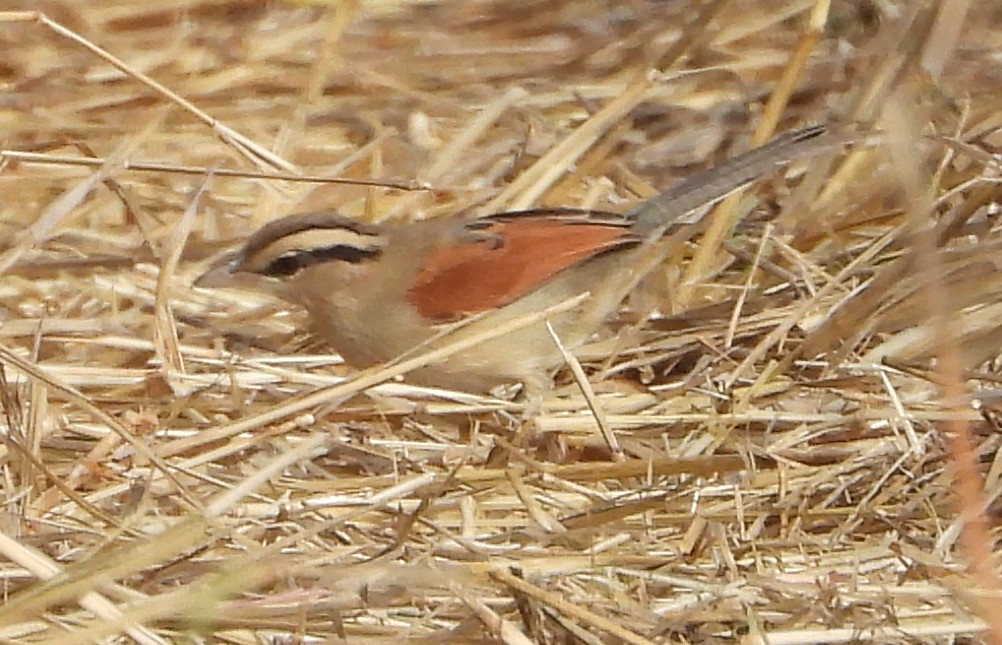 Brown-crowned Tchagra - ML638222767