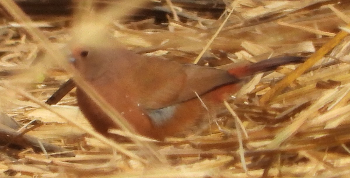 Jameson's Firefinch - ML638222772