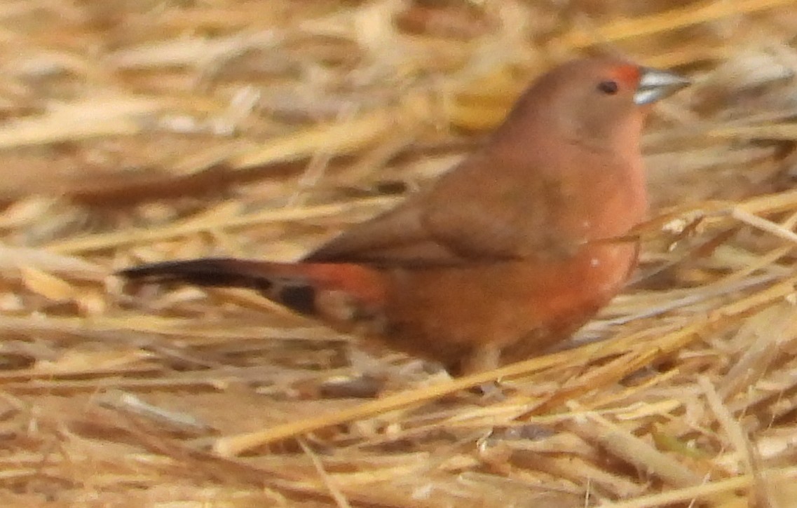 Jameson's Firefinch - ML638222773