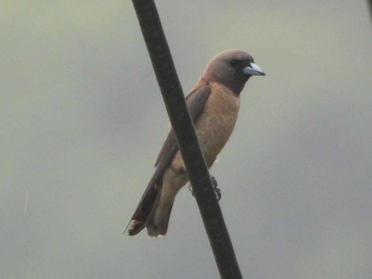 Ashy Woodswallow - Satya Sidharth Das