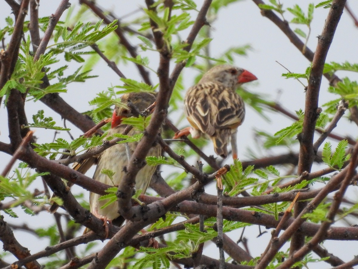 Red-billed Quelea - ML638222784
