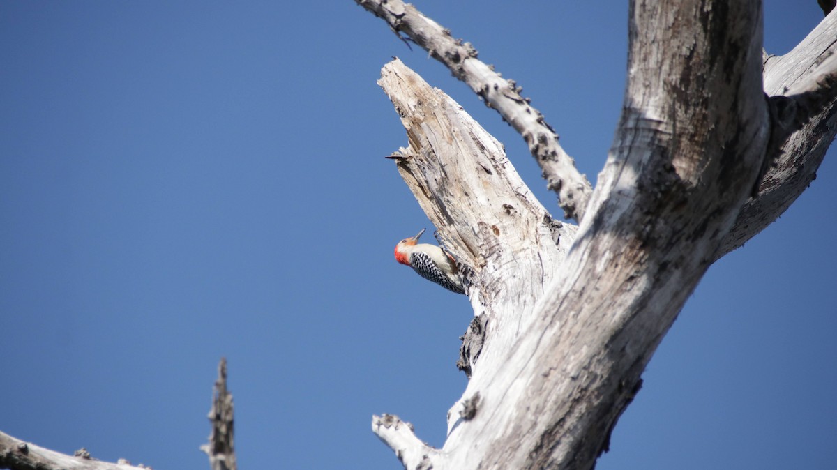 Red-bellied Woodpecker - ML638222786